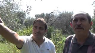 Karacasu - Soğuktan Yaprakları Ve Dalları Zarar Gören Zeytin Ağaçlarının Düzeltilmesi