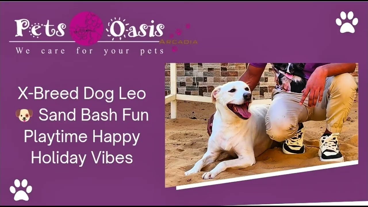 X-Breed Dog Leo Sand Bash Fun Playtime | Happy Holiday Vibes