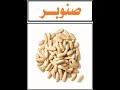 صنوبر 