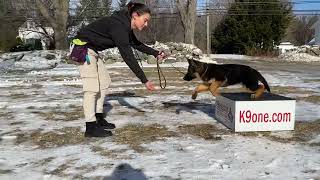 Athena The 4 Month Old German Shepherd Puppy For Sale