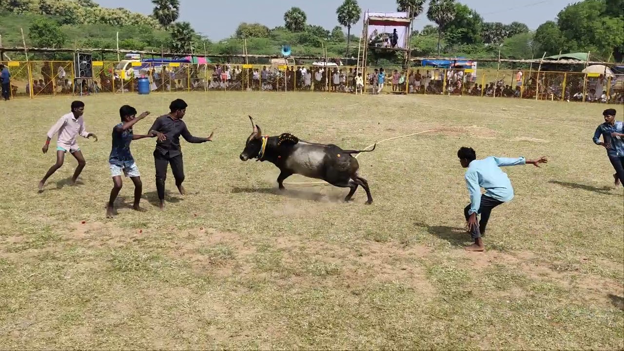 சிவகங்கை வடமாடு மஞ்சுவிரட்டு😍| Managudi Vadamadu Manjuvirattu 2026 | jallikattu | Krishvavlogs