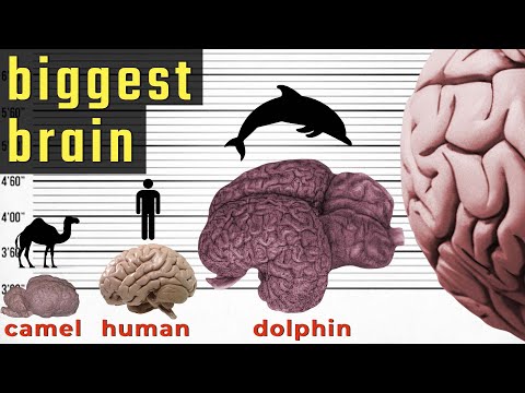 Biggest Brain in the World - Size Comparison | Comparison of Brain Size in the World | World INFO