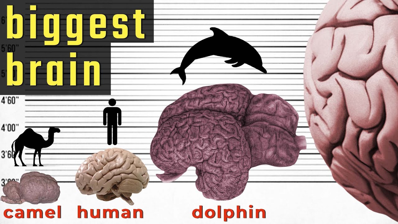 Who has the largest brain?
