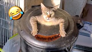 Funny videos of cats and dogs😹🐶 The funniest animal videos 2024💥