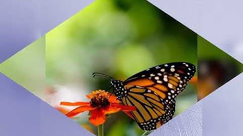 الَّذِينَ آمَنُوا وَعَمِلُوا الصَّالِحَاتِ طُوبَىٰ لَهُمْ  القارئ الشيخ عبد الرحمن مسعد
