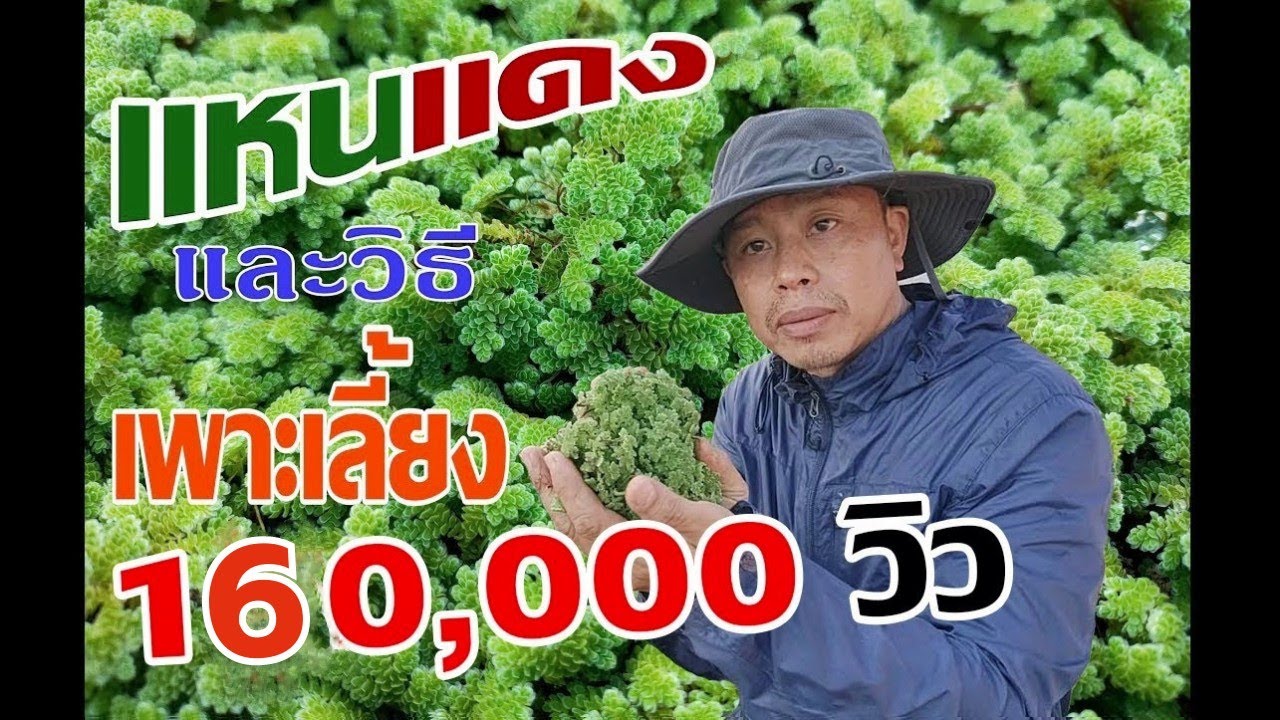 แหนแดงและวิธีเพาะเลี้ยงแบบง่ายๆ 100,000วิว