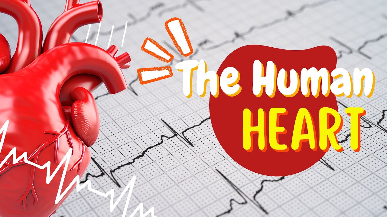 The Human Heart for Kids!