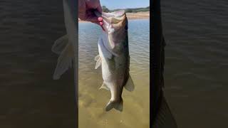 Out Exploring New Areas Caught A Few Including This Nice One.