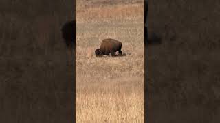 Buffalo Timelapse from Quetone overlook. WMWR 12/31/25