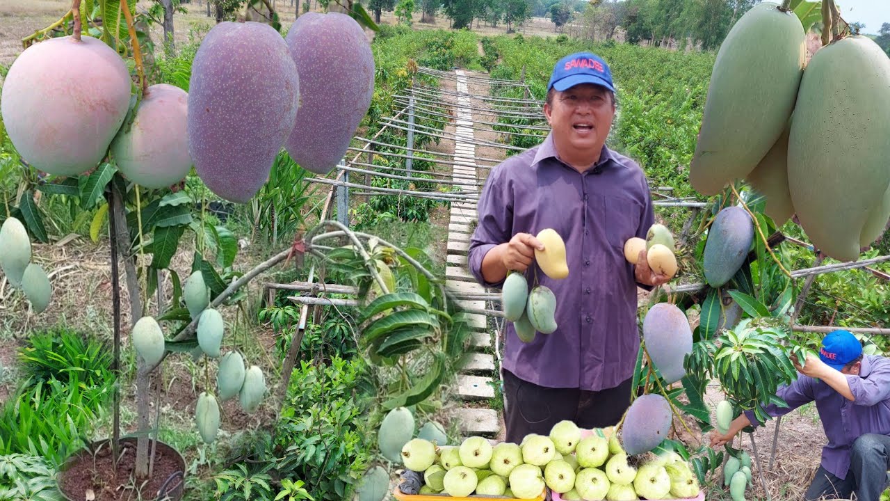 สุดยอดสวนผสมผสานสวยๆ3ไร่!!มีรายได้5แสนบาทต่อปี