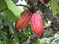 Fresh Cacao Pod Tasting and Seed Planting