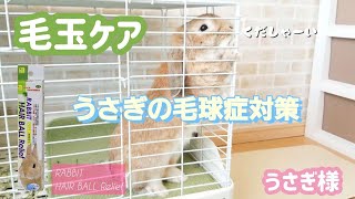うさぎ様 No 72 うさぎの毛球症対策 Youtube