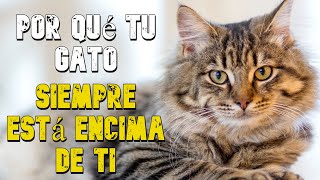 POR qué tu GATO Siempre Decide ACOSTARSE ENCIMA de Ti