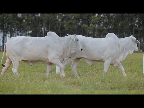 LOTE 88 - CSCF 7701 - CSCF 7979