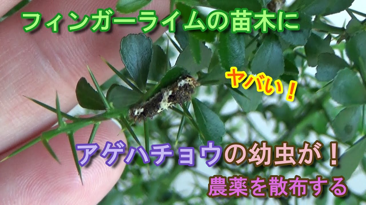 家庭菜園 ヤバい フィンガーライムの苗木にアゲハチョウの幼虫が 農薬を散布して駆除する Youtube