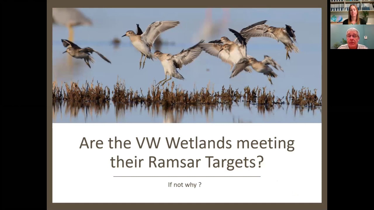 Waterbirds: Migratory and permanent residents webinar