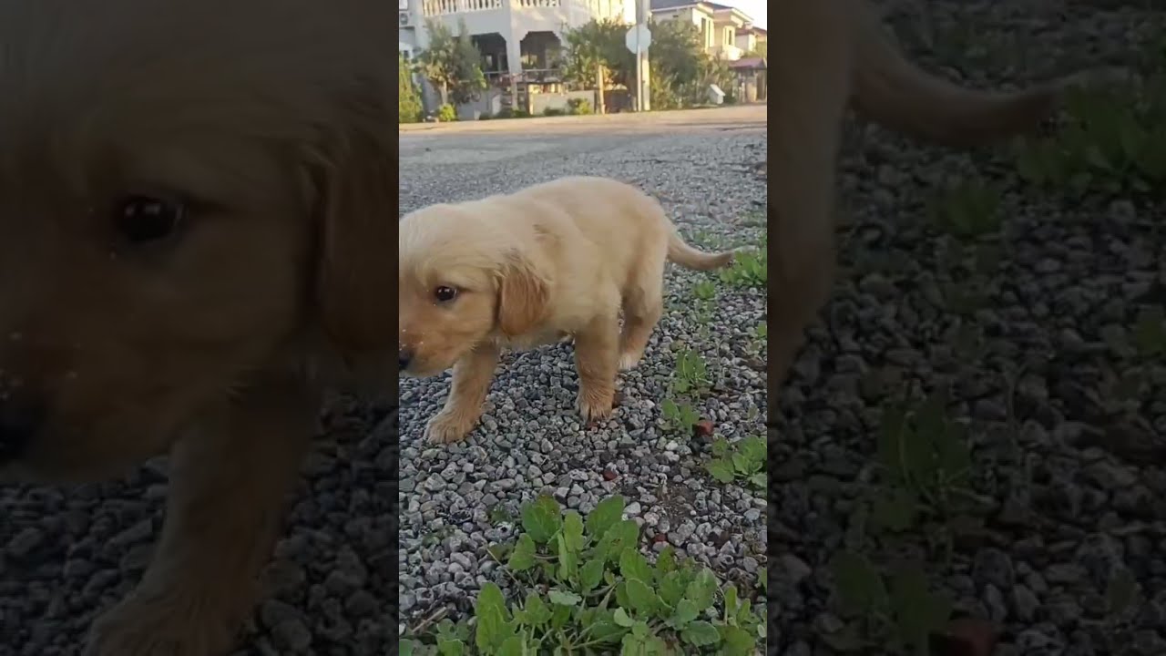 2 aylıktan 4 ayda Golden retriever yavru Golden gelişim beslen barınak köpek kulübesi