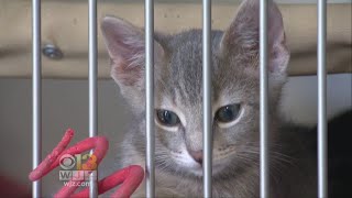 20 Md. Animal Shelters Waiving Adoption Fees For Cats In July