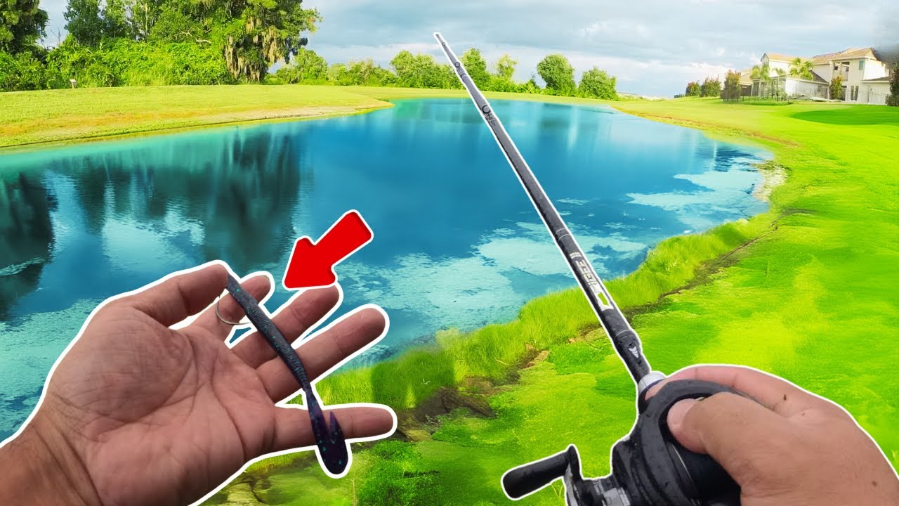 Bass Fishing Experts Agree THIS Lure Catches GIANT Fish in Florida!