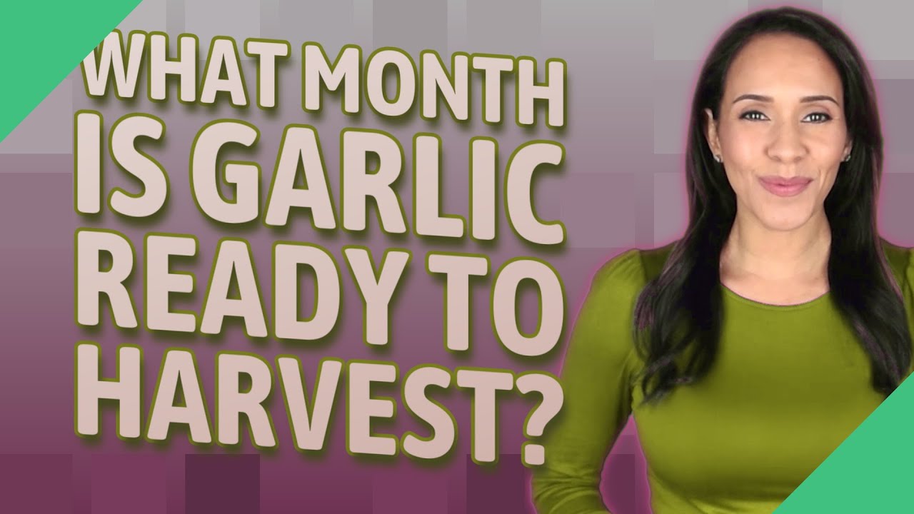 What month is garlic ready to harvest? YouTube