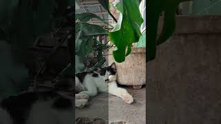 vsco recipe #shorts #vscofilters