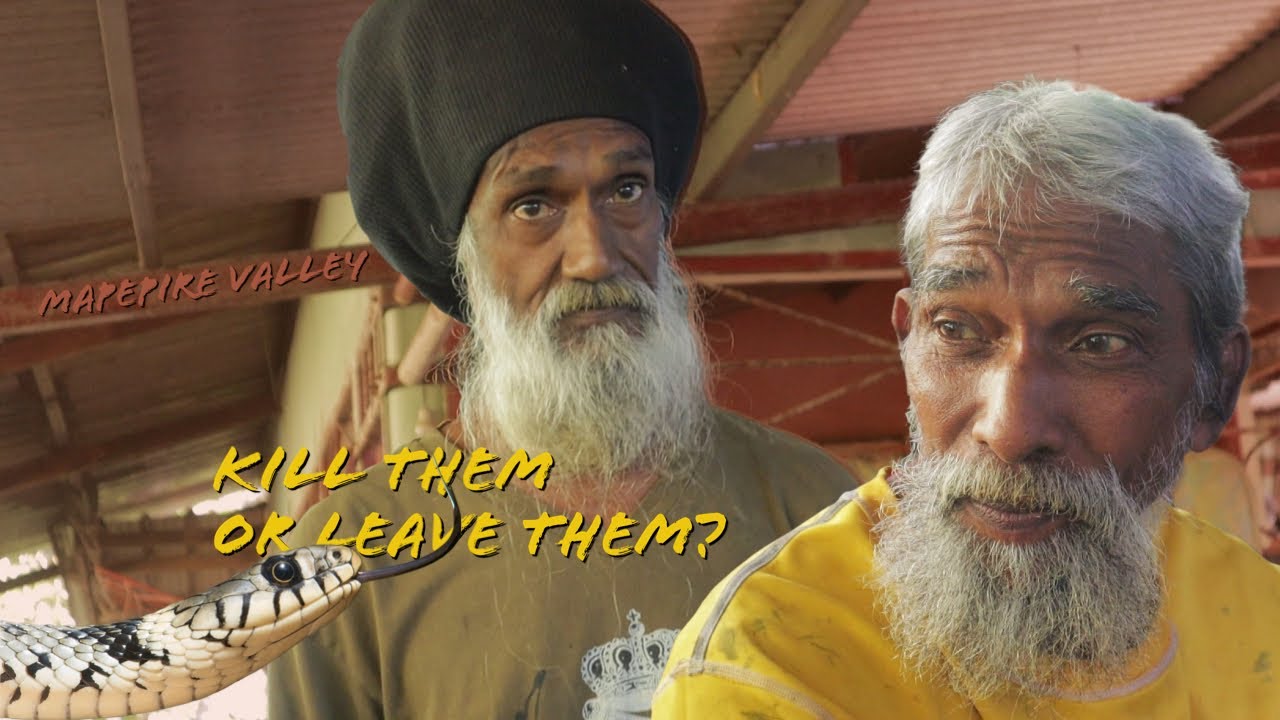 Deadly snakes of Trinidad and Tobago with Mr Bat and Farmer Harry