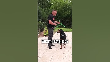 The E-COLLAR is the KEY to Reliable Off-Leash Training