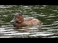 "A common pochard floats on the Long Water during rain in the morning 🦆🌧️🌊☁️"