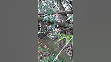 Bẫy sóc bằng lồng bẫy chuột rất hiệu quả #shorts,#nhuanphansanbat