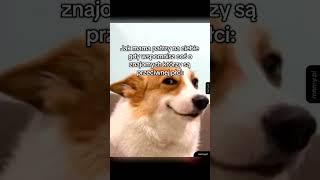 Polskie Memy – Najśmieszniejsze Memy PL | Kompilacja Polskie Memy – Najśmieszniejsze Memy PL | Kompilacja