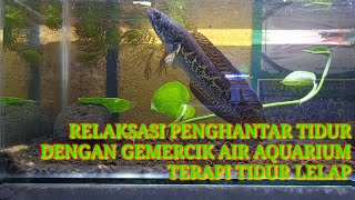 terapi penghantar tidur || dengan suara gemericik air aquarium akan bikin rilek otak || channa
