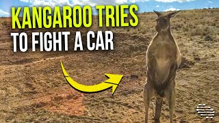 Kangaroo Tries to Fight a Car in a Construction Site