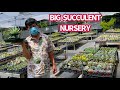 #431 SUCCULENTS SHOPPING BIG NURSERY IN SAN JOSE | MUA SEN ĐÁ TẠI VƯỜN ƯƠM LỚN Ở SAN JOSE CALI