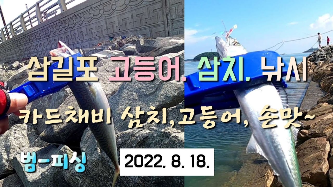 삼길포 고등어, 삼치, 낚시~카드채비 고등어,삼치, 손맛~