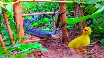 Effective DIY Snake Trap: Catching Snakes Made Easy!