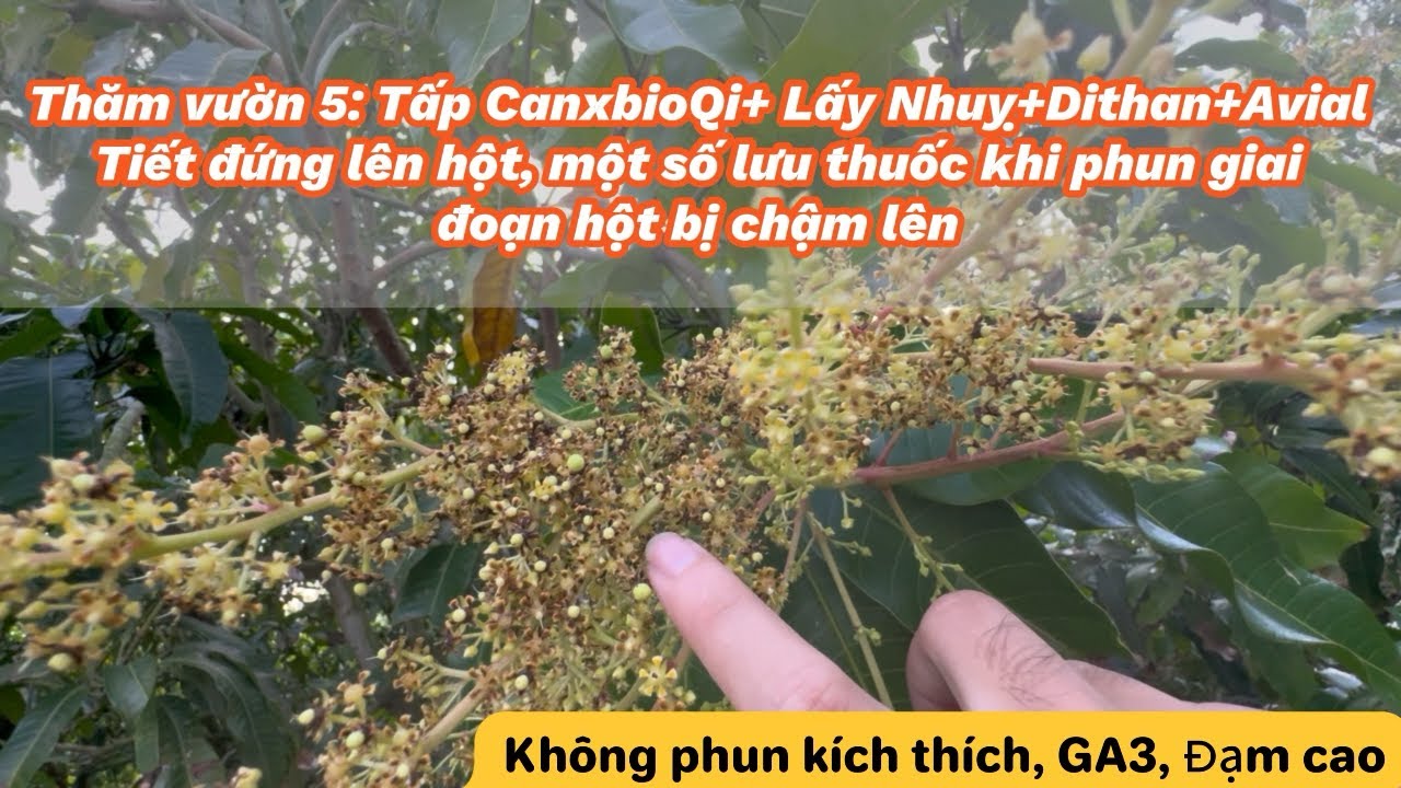 Thăm vườn 5: Một số lưu ý khi tiết đứng lên hột, cách em phun thuốc giai đoạn chậm lên do tiết.