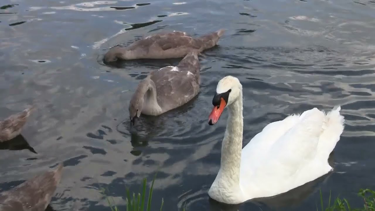 Cigni      i genitori fanno da bodyguard ai loro 6 figli ...