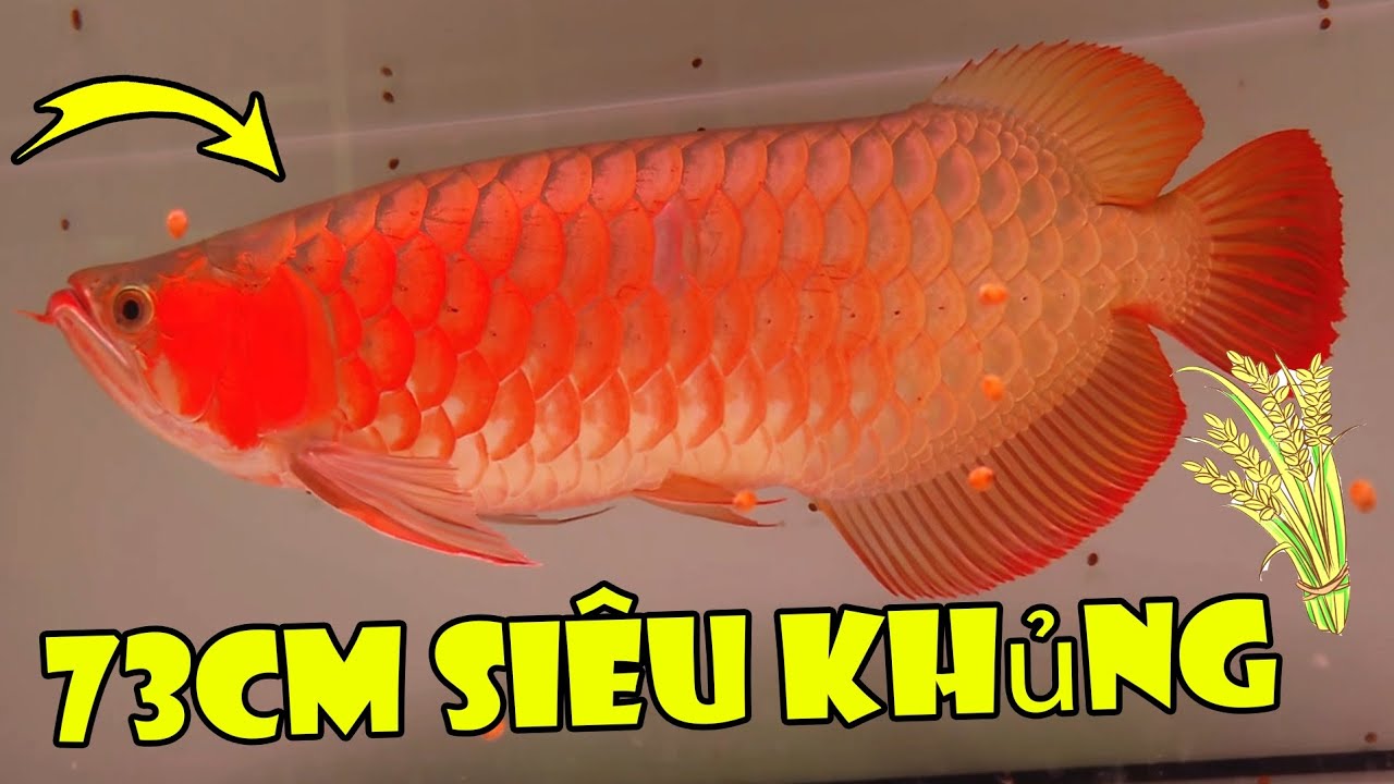 Tly Huyết Long Lúa Chỉ 3cu8 Mềm Xèo, Bói Full Helmet | Rồng Cần Thơ 