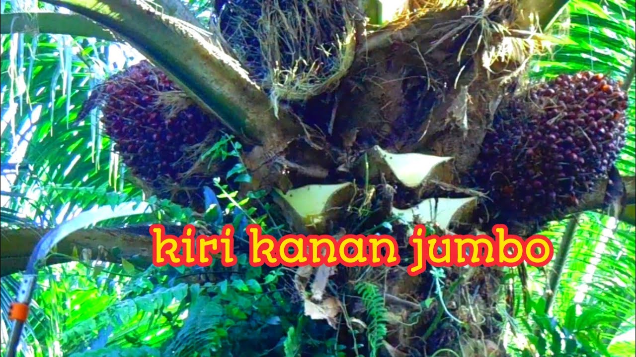 panen buah kelapa sawit kinabalu buahnya jumbo_palm king long