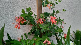 Hanımeli Sarmaşık Bitkisi (Lonicera) Bahcemde Bes Farklı Tür