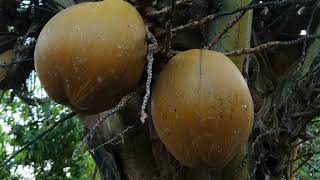 Download Lagu Cepat tonton Sebelum di hapus.!! Kampung kumpul Kebo bisa pilih sepuasnya realita unik suku jawa MP3 Download Lagu Cepat tonton Sebelum di hapus.!! Kampung kumpul Kebo bisa pilih sepuasnya realita unik suku jawa MP3