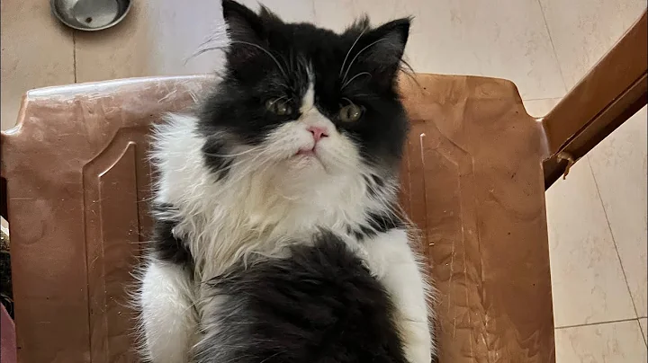 Video 3858701: persian cat review, cat shampoo