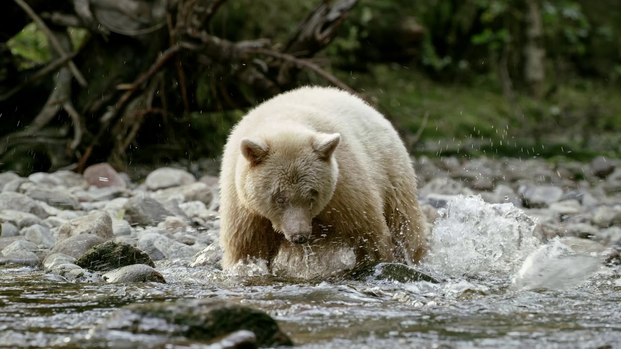 Great Bear Rainforest YouTube