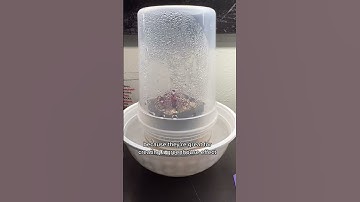 how you reuse your to go containers! #ytshorts #shortvideo #gardeningtips #plantscare #plantslover