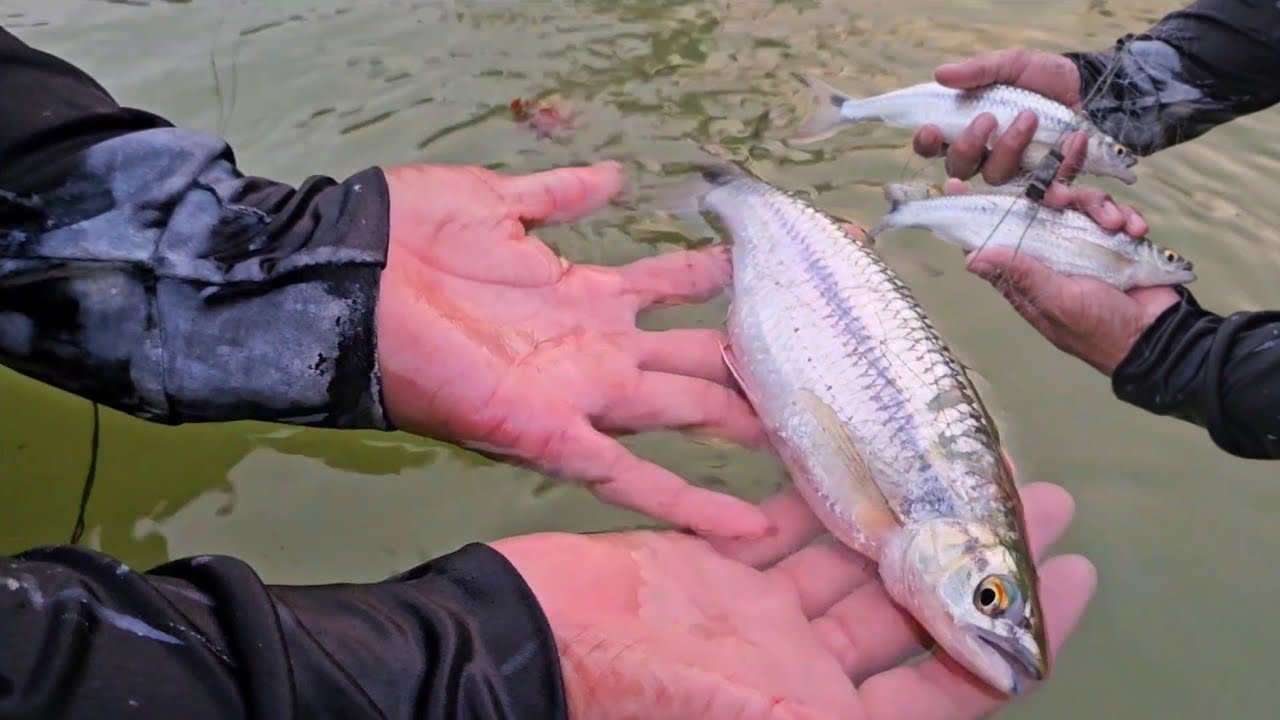 เลี้ยงปลาซิวอ้าวใหญ่ยักษ์!!ใส่มองดักปลาซิวอ่าวใหญ่ยักษ์เลี้ยงบ่อพลาสติกแหล่งอาหารระยะยาว