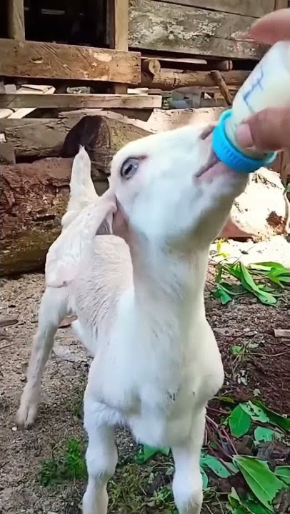 suara hewan lucu cocok buat nada pesan wa#animals #hewanlucu