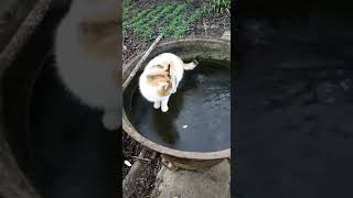 Кошки на льду// Коты приколы// Когда очень хочешь пить// Кошки фигуристки// 🐱 Кошки на льду// Коты приколы// Когда очень хочешь пить// Кошки фигуристки// 🐱