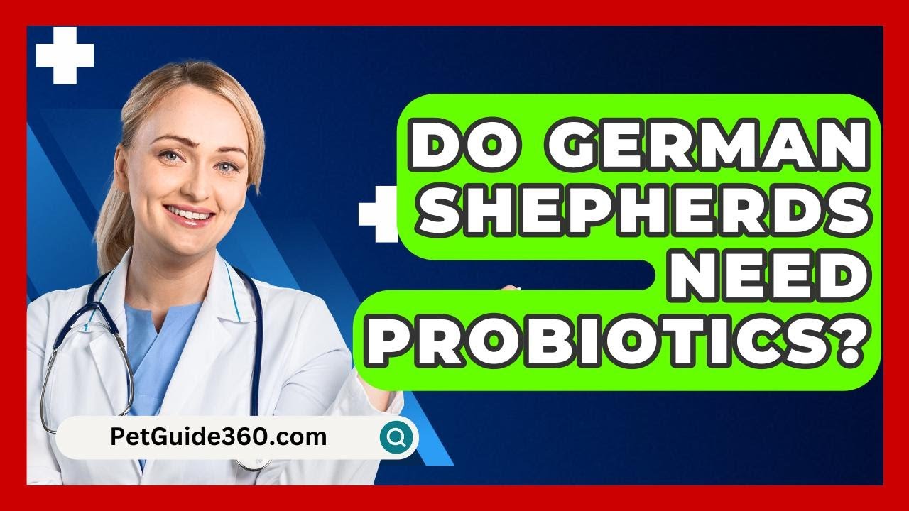 Do German Shepherds Need Probiotics? - PetGuide360.com