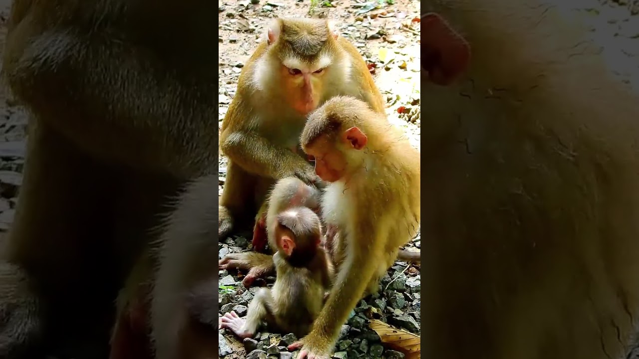 Lucie likes joking with her brother Lynx. 
