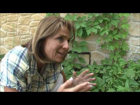 Vidéo: Qu'est-ce que Yellow Dock - Apprenez à cultiver des herbes Yellow Dock dans votre jardin